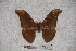  (Antheraea paukpelengensis - BC-RBP-0746)  @14 [ ] Copyright (2010) Unspecified Research Collection of Ron Brechlin