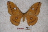  ( - BC-RBP-0816)  @13 [ ] Copyright (2010) Unspecified Research Collection of Ron Brechlin