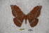 (Antheraea tenasserimensis - BC-RBP-0965)  @13 [ ] Copyright (2010) Unspecified Research Collection of Ron Brechlin