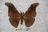  ( - BC-RBP-1323)  @13 [ ] Copyright (2010) Unspecified Research Collection of Ron Brechlin
