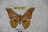  ( - BC-RBP-1454)  @11 [ ] Copyright (2010) Unspecified Research Collection of Ron Brechlin