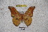  ( - BC-RBP-1455)  @11 [ ] Copyright (2010) Unspecified Research Collection of Ron Brechlin