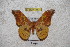  ( - BC-RBP-1457)  @11 [ ] Copyright (2010) Unspecified Research Collection of Ron Brechlin