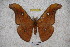  ( - BC-RBP-1474)  @13 [ ] Copyright (2010) Unspecified Research Collection of Ron Brechlin