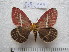  ( - BC-RBP 3228)  @13 [ ] Copyright (2010) Unspecified Research Collection of Ron Brechlin