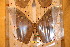  ( - BC-RBP-2348)  @12 [ ] Copyright (2010) Unspecified Research Collection of Ron Brechlin
