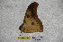  ( - BC-RBP-2350)  @12 [ ] Copyright (2010) Unspecified Research Collection of Ron Brechlin