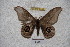 ( - BC-RBP-2360)  @13 [ ] Copyright (2010) Unspecified Research Collection of Ron Brechlin