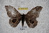  ( - BC-RBP-2362)  @13 [ ] Copyright (2010) Unspecified Research Collection of Ron Brechlin