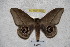  ( - BC-RBP-2366)  @13 [ ] Copyright (2010) Unspecified Research Collection of Ron Brechlin