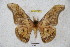  ( - BC-RBP 2816)  @12 [ ] Copyright (2010) Unspecified Research Collection of Ron Brechlin