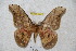  ( - BC-RBP 2824)  @12 [ ] Copyright (2010) Unspecified Research Collection of Ron Brechlin