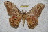  ( - BC-RBP 2828)  @12 [ ] Copyright (2010) Unspecified Research Collection of Ron Brechlin