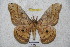  ( - BC-RBP 2829)  @12 [ ] Copyright (2010) Unspecified Research Collection of Ron Brechlin