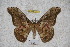  ( - BC-RBP 2832)  @13 [ ] Copyright (2010) Unspecified Research Collection of Ron Brechlin