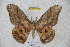  ( - BC-RBP 2972)  @12 [ ] Copyright (2010) Unspecified Research Collection of Ron Brechlin