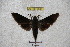  (Dahira sinyaevorum - BC-RBP 2985)  @14 [ ] Copyright (2010) Unspecified Research Collection of Ron Brechlin