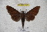  (Dahira marisae - BC-RBP 2987)  @13 [ ] Copyright (2010) Unspecified Research Collection of Ron Brechlin