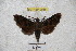  ( - BC-RBP 2988)  @13 [ ] Copyright (2010) Unspecified Research Collection of Ron Brechlin