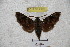  (Dahira tridens - BC-RBP 2992)  @13 [ ] Copyright (2010) Unspecified Research Collection of Patrick Basquin
