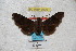  ( - BC-RBP 3009)  @12 [ ] Copyright (2010) Unspecified Research Collection of Patrick Basquin