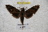  ( - BC-RBP 3030)  @12 [ ] Copyright (2010) Unspecified Research Collection of Patrick Basquin