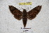  ( - BC-RBP 3032)  @11 [ ] Copyright (2010) Unspecified Research Collection of Patrick Basquin