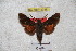  (Dahira taiwana - BC-RBP 3038)  @11 [ ] Copyright (2010) Unspecified Research Collection of Patrick Basquin