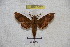  ( - BC-RBP 3057)  @13 [ ] Copyright (2010) Unspecified Research Collection of Patrick Basquin