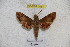  ( - BC-RBP 3061)  @13 [ ] Copyright (2010) Unspecified Research Collection of Patrick Basquin