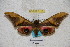  ( - BC-RBP 3117)  @12 [ ] Copyright (2010) Unspecified Research Collection of Ron Brechlin
