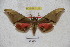  ( - BC-RBP 3125)  @12 [ ] Copyright (2010) Unspecified Research Collection of Ron Brechlin