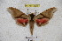  ( - BC-RBP 3129)  @12 [ ] Copyright (2010) Unspecified Research Collection of Ron Brechlin