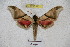  ( - BC-RBP 3131)  @13 [ ] Copyright (2010) Unspecified Research Collection of Ron Brechlin