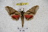  ( - BC-RBP 3134)  @12 [ ] Copyright (2010) Unspecified Research Collection of Ron Brechlin