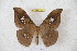  ( - BC-RBP 3188)  @11 [ ] Copyright (2010) Unspecified Research Collection of Ron Brechlin