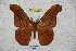  (Copaxa lavenderoguatemalensis - BC-RBP 3205)  @13 [ ] Copyright (2010) Unspecified Research Collection of Ron Brechlin