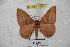  (Hirpida levocuscoensis - BC-RBP 3264)  @14 [ ] Copyright (2010) Unspecified Research Collection of Ron Brechlin