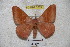  (Hirpida winbrechlini - BC-RBP 3269)  @14 [ ] Copyright (2010) Unspecified Research Collection of Ron Brechlin