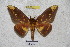  (Citheronioides lamata - BC-RBP 3277)  @14 [ ] Copyright (2010) Unspecified Research Collection of Ron Brechlin
