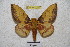  ( - BC-RBP 3281)  @14 [ ] Copyright (2010) Unspecified Research Collection of Ron Brechlin