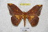  (Eacles adoxandensis - BC-RBP 3290)  @13 [ ] Copyright (2010) Unspecified Research Collection of Ron Brechlin