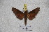  ( - BC-RBP 3323)  @12 [ ] Copyright (2010) Unspecified Research Collection of Ron Brechlin