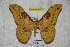  ( - BC-RBP 3433)  @13 [ ] Copyright (2010) Unspecified Research Collection of Ron Brechlin