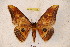  (Bathyphlebia flavior - BC-RBP 3363)  @15 [ ] Copyright (2010) Unspecified Research Collection of Ron Brechlin