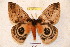  ( - BC-RBP 3377)  @13 [ ] Copyright (2010) Unspecified Research Collection of Ron Brechlin