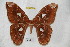  (Rothschildia equatorialis - BC-RBP 3936)  @14 [ ] Copyright (2010) Unspecified Research Collection of Ron Brechlin