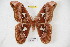  (Rothschildia arianae - BC-RBP 3946)  @15 [ ] Copyright (2010) Unspecified Research Collection of Ron Brechlin