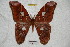  ( - BC-RBP 3973)  @11 [ ] Copyright (2010) Unspecified Research Collection of Ron Brechlin