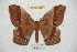  ( - BC-RBP 4027)  @14 [ ] Copyright (2010) Unspecified Research Collection of Ron Brechlin